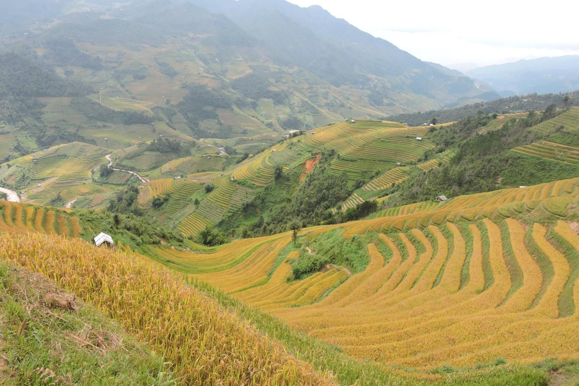 Hello Mu Cang Chai Homestay & Tours ห้อง รูปภาพ